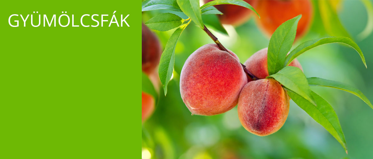 felvidito_arak_gyumolcsfak