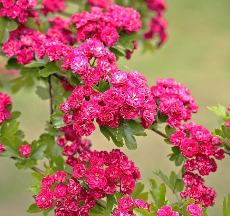 Díszgalagonya (Crataegus laevigata 'Paul's Scarlet')