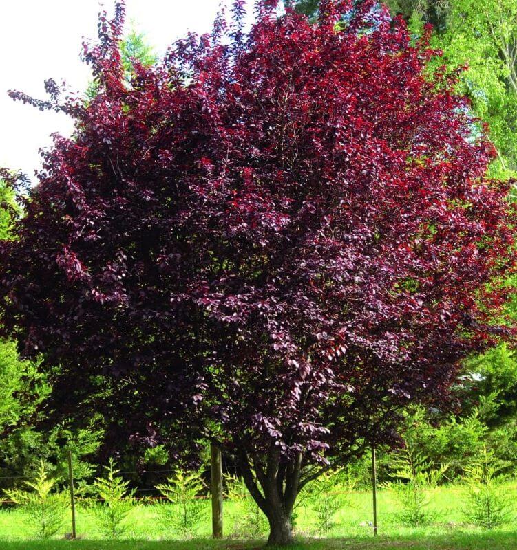 Vérszilva (Prunus cerasifera 'Nigra')