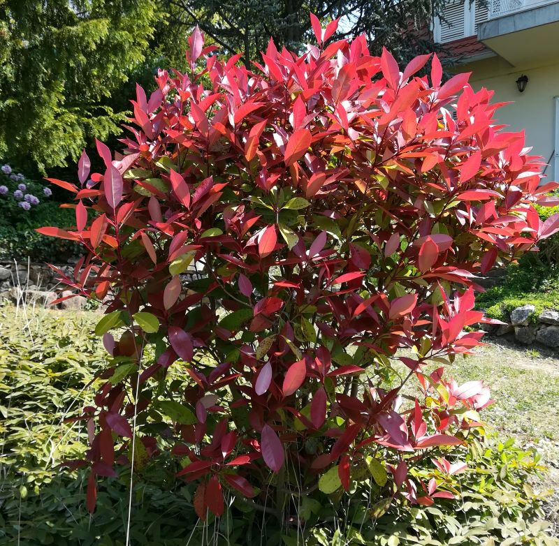 Korallberkenye 'Red Robin'