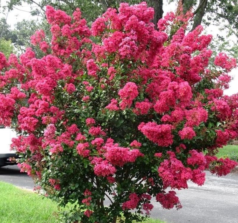 Kínai selyemmirtusz (Lagerstroemia indica) rózsaszín, piros, fehér