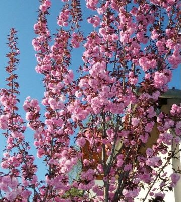 Bordólombú díszcseresznye (Prunus serrulata 'Royal Burgundy')