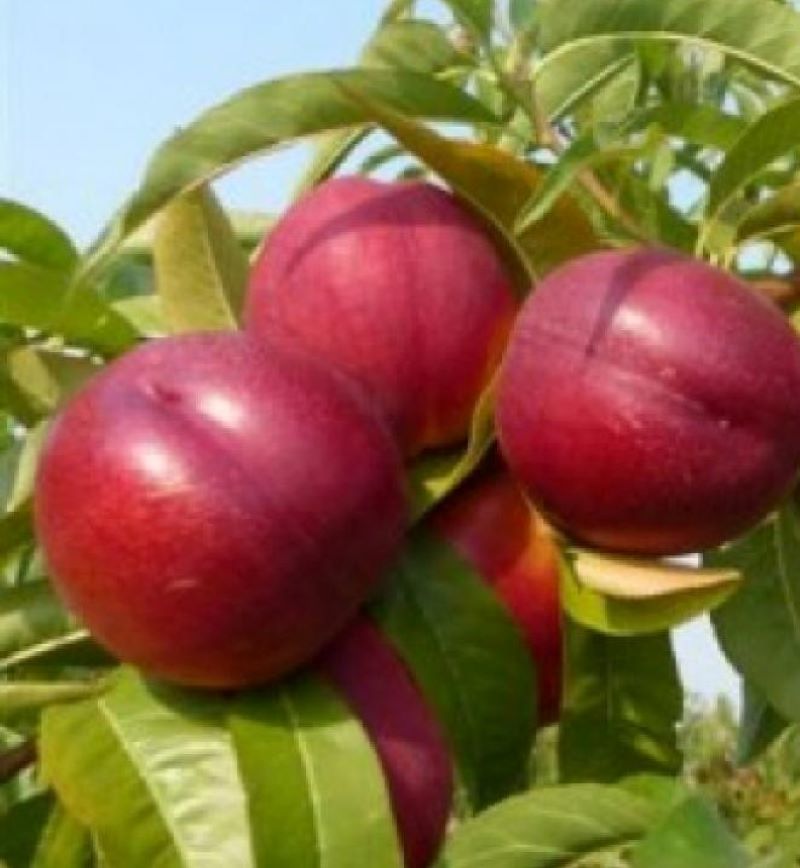 'Stark Red Gold' (Andosa) nektarin