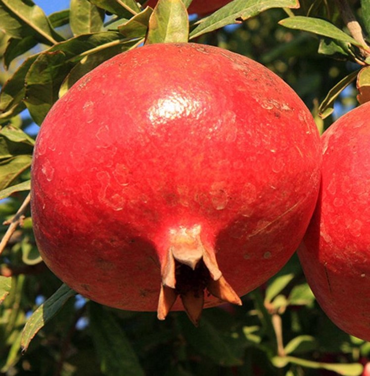 Gránátalma 'Dente di Cavallo' (TERMŐ)