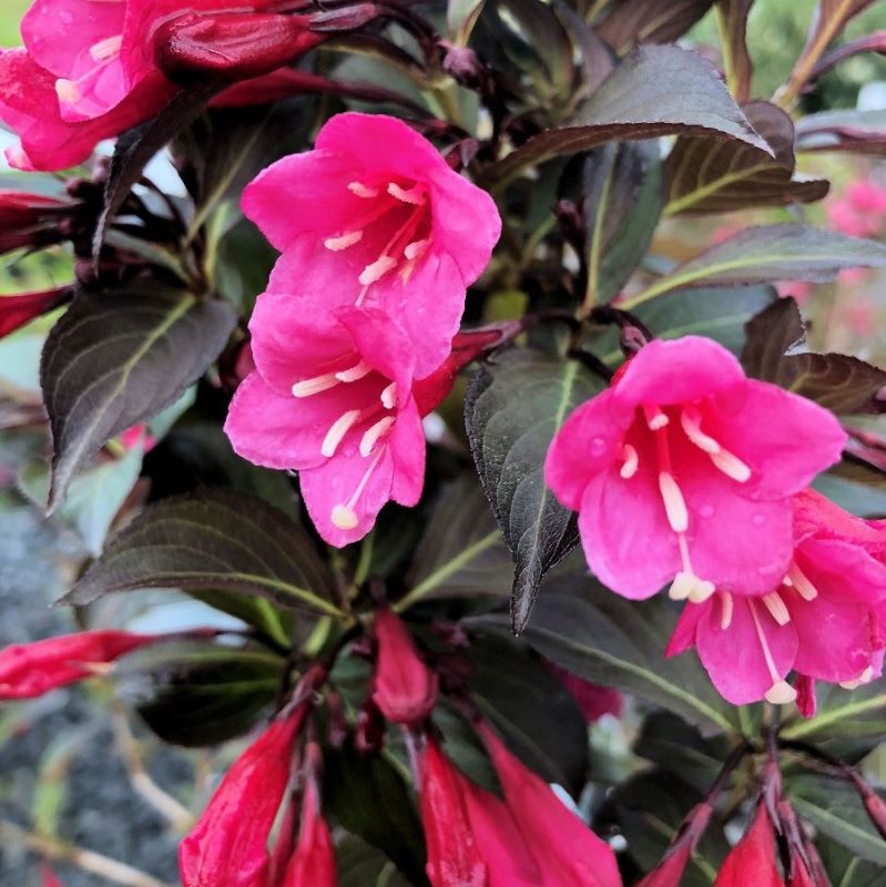 Rózsalonc 'Alexandra'