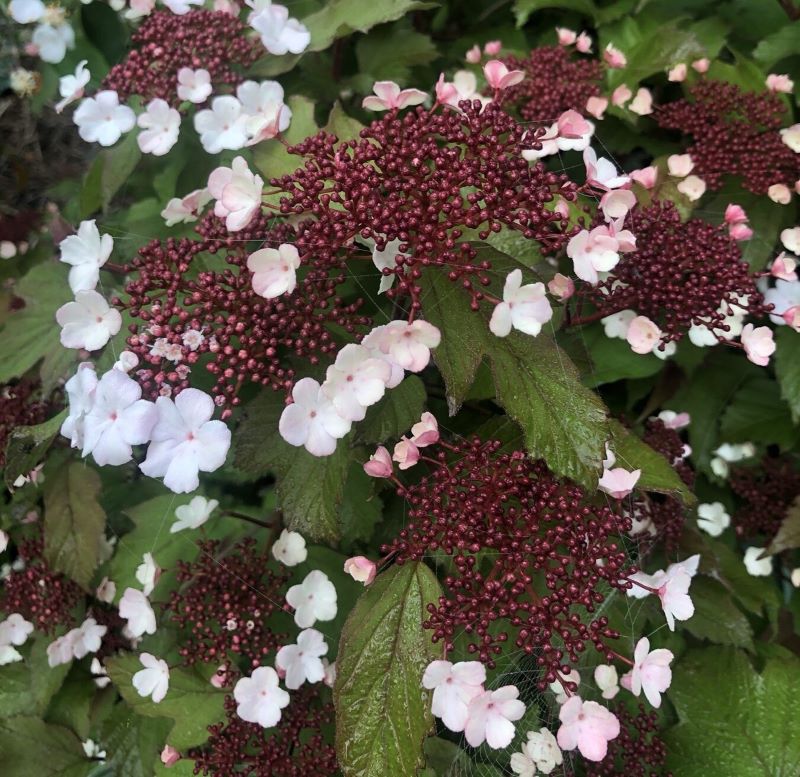 Ázsiai bangita (Viburnum sargentii 'Onondaga')